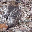 The Red Tailed Hawk