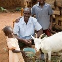 The Importance of Livestock