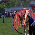 Connecticut Donkey & Mule Show Makes the Papers