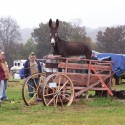 Donkeys Just Wanna Have Fun!