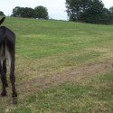 A-MAZE-ING Give A Donkey an Ice Cream Cone