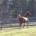 “Galloping Horses” Tired of Snow? Green Images, Good Music