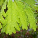 The Connecticut Charter Oak