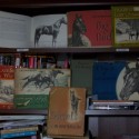 1 Author, 3 Horses, Thoroughbreds,Lippitt Morgans and Me