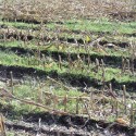 Connecticut Harvest a Corn Story