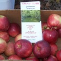 Apple Apple Who’s Got Apples