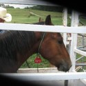 Utah Wild Mustang in Connecticut